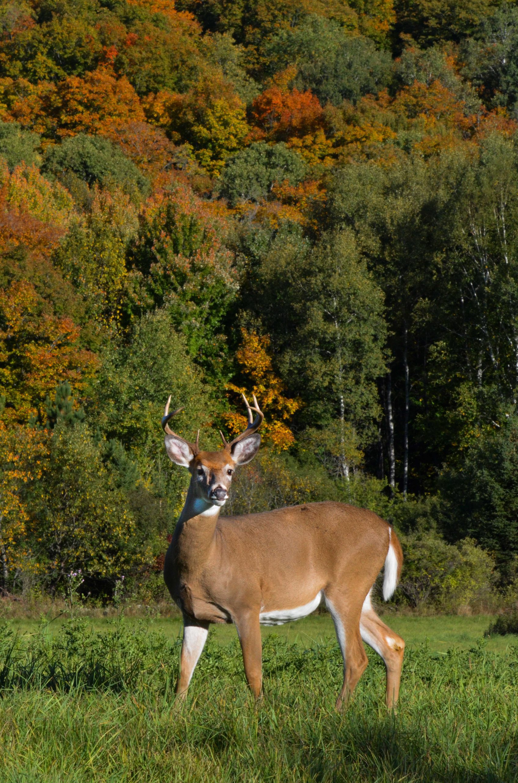 Buck in fall